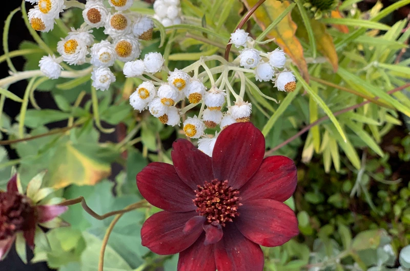 Uudiskohteen pihasuunnitelma Vantaalla - kosmos, villanukkajäkkärä ja monimuotoinen vihersuunnittelu osana pihasuunnitelmaa.