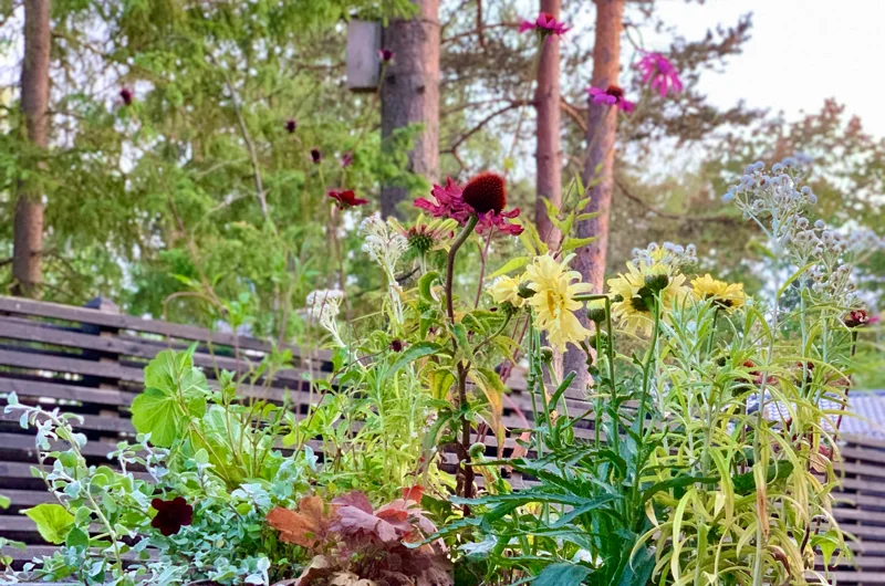 Uudiskohteen vihersuunnitelma Uudellamaalla – perennaistutukset ja viherstailaus pihasuunnittelijan suunnittelemassa modernissa pihassa.