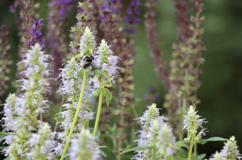 Villa garden design in Espoo: garden renovation, romantic garden, outdoor fireplace