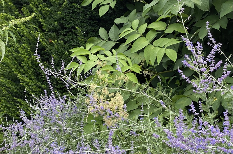 Post-war house garden design in Helsinki: garden renovation, terrace, outdoor living area, pergola